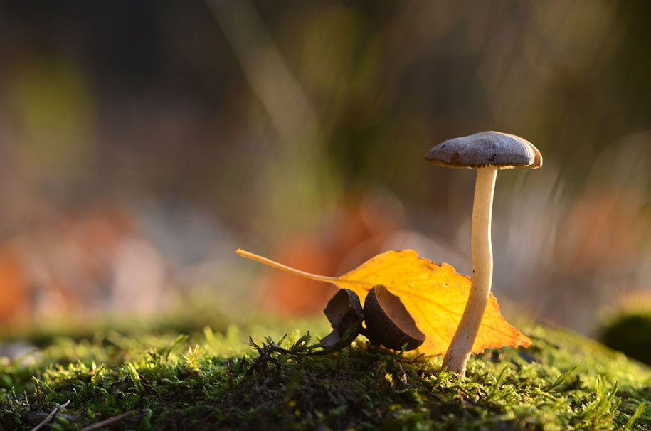 photographies-champignons-vyacheslav-mishchenko-07
