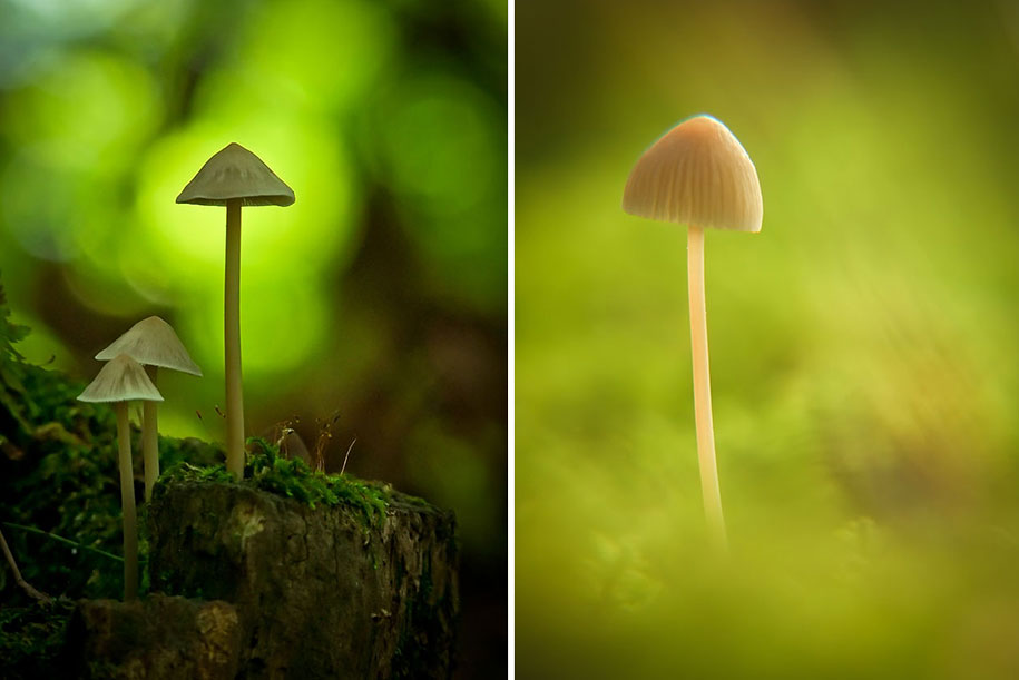 photographies-champignons-vyacheslav-mishchenko-09