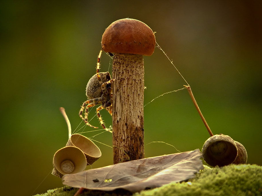 photographies-champignons-vyacheslav-mishchenko-10