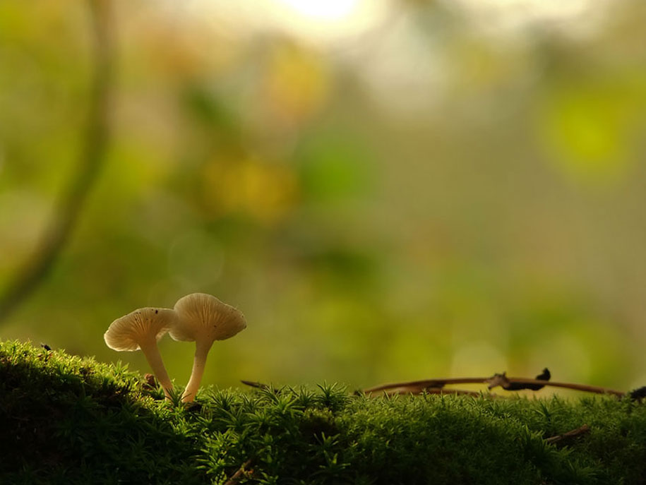 photographies-champignons-vyacheslav-mishchenko-12