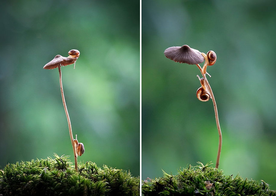 photographies-champignons-vyacheslav-mishchenko-14
