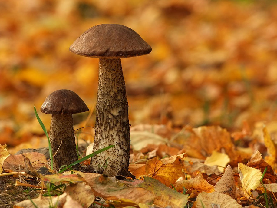 photographies-champignons-vyacheslav-mishchenko-16