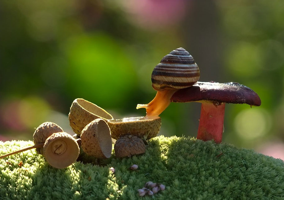 photographies-champignons-vyacheslav-mishchenko-17