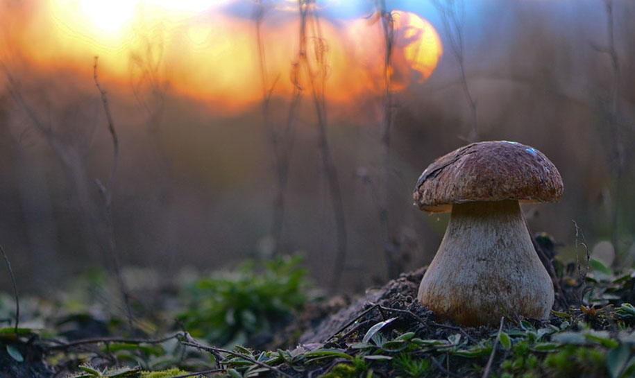 photographies-champignons-vyacheslav-mishchenko-18