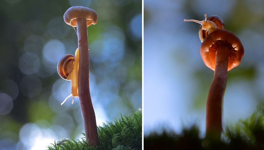photographies-champignons-vyacheslav-mishchenko-19