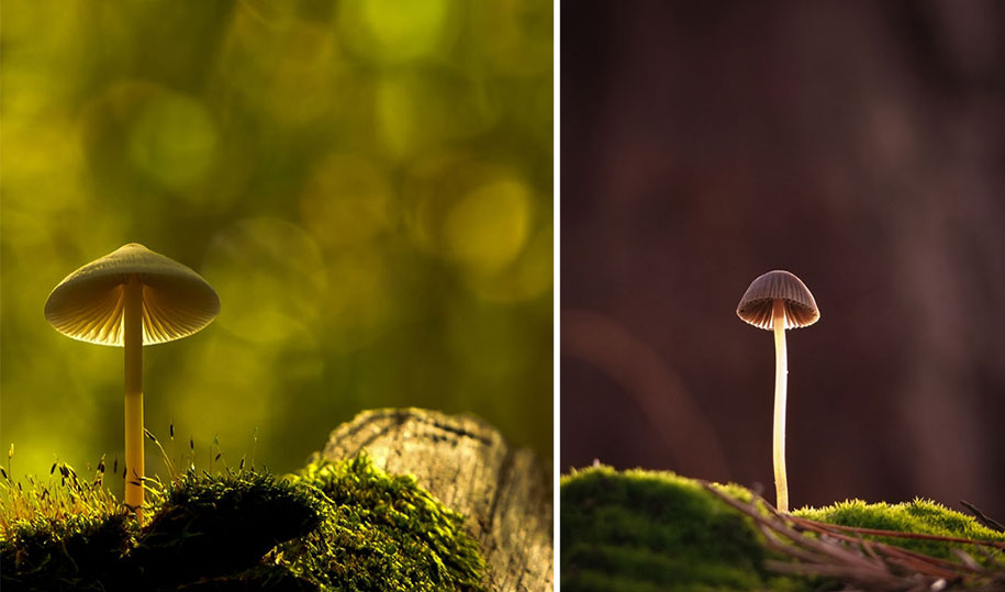 photographies-champignons-vyacheslav-mishchenko-21