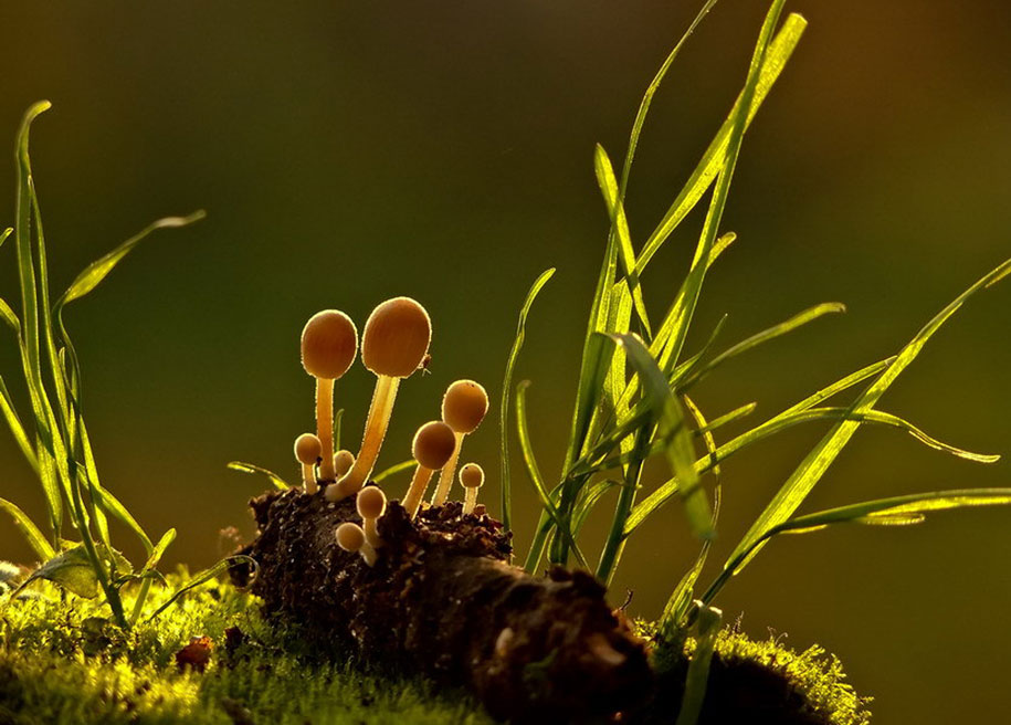 photographies-champignons-vyacheslav-mishchenko-22