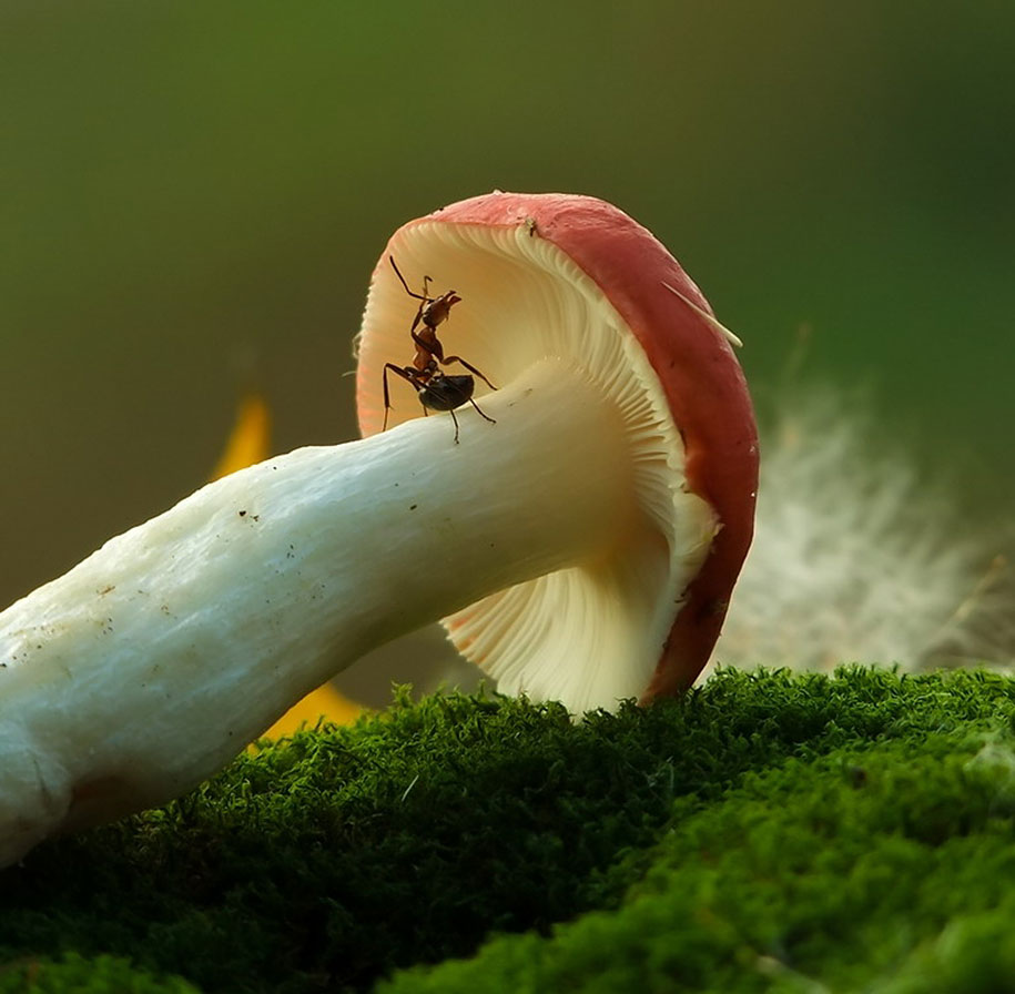 photographies-champignons-vyacheslav-mishchenko-23