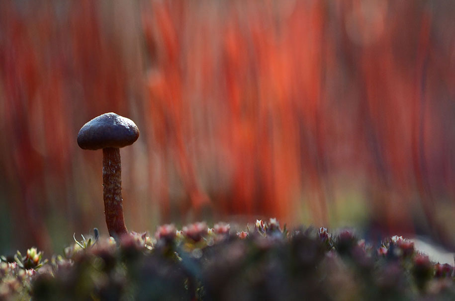 photographies-champignons-vyacheslav-mishchenko-24
