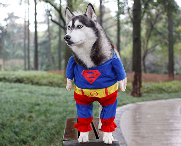 super-husky