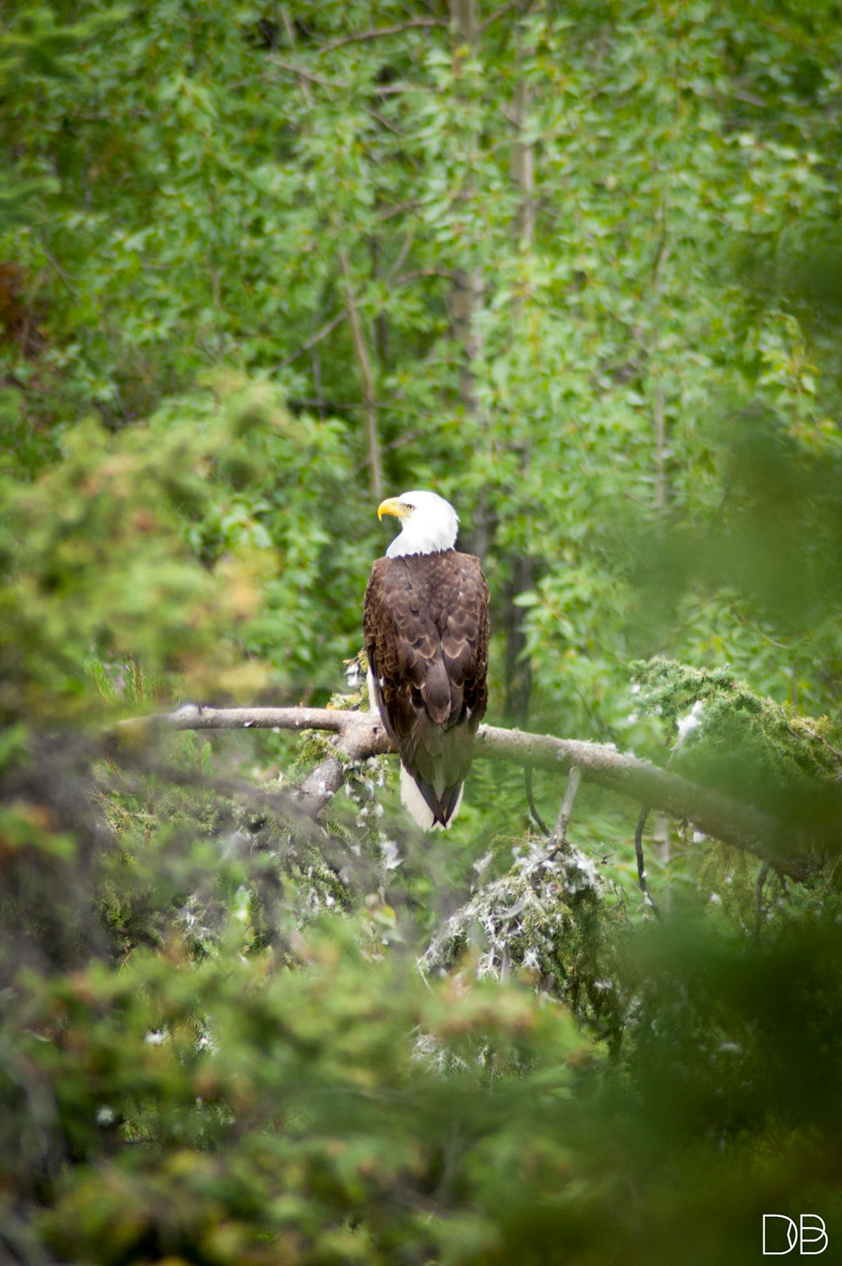 aigle-pose-sur-branche