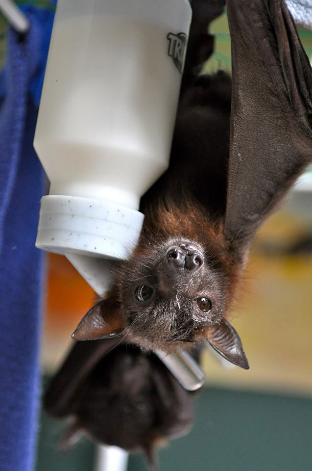 bebe-chauve-souris-accroche-biberon