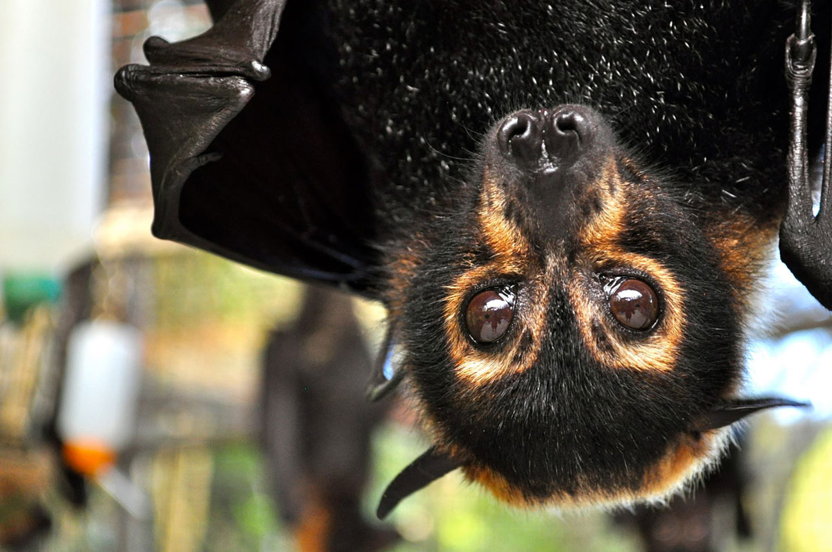 bebe-chauve-souris-pelage-lunette