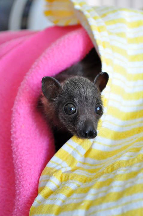 bebe-emmitoufle-couette