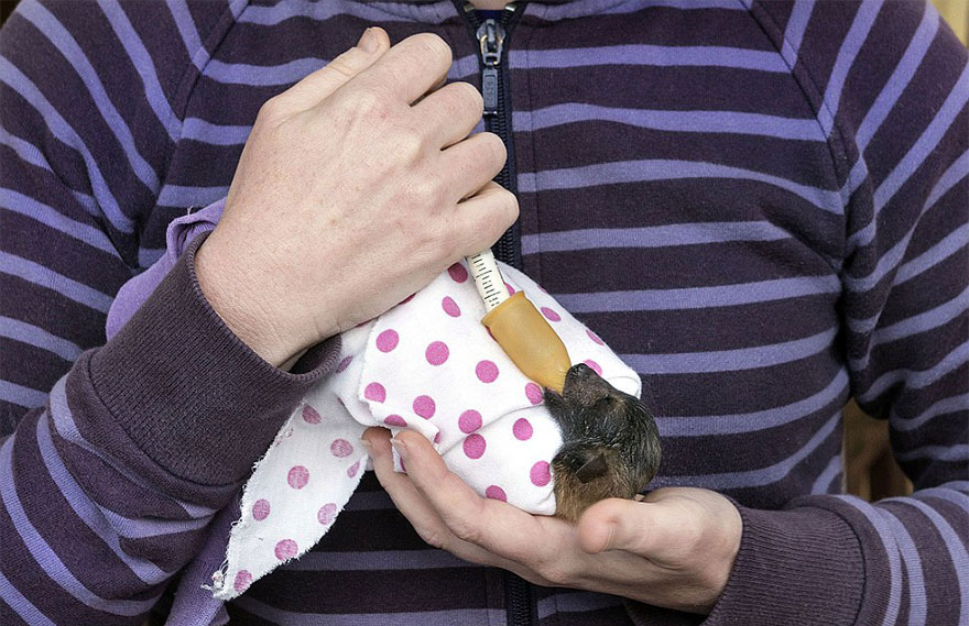 biberon-bebe-chauve-souris