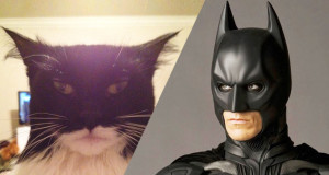 chat-ressemblance