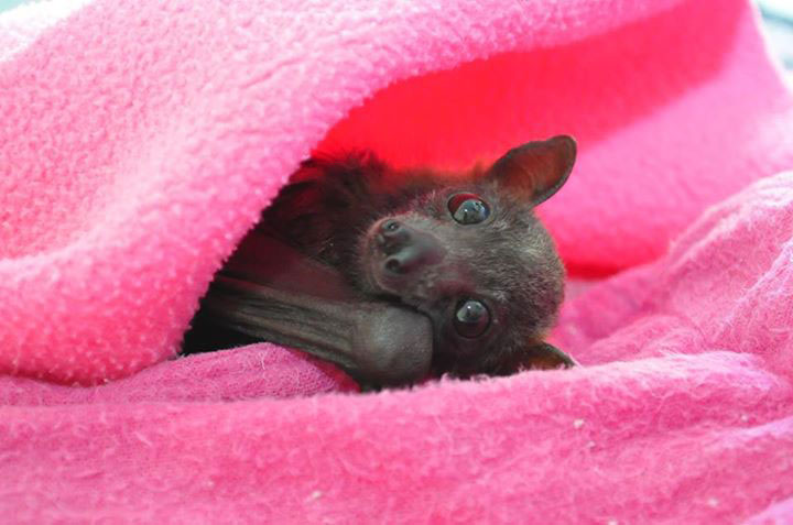 chauve-souris-dans-couette