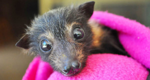 chauve-souris-hopital