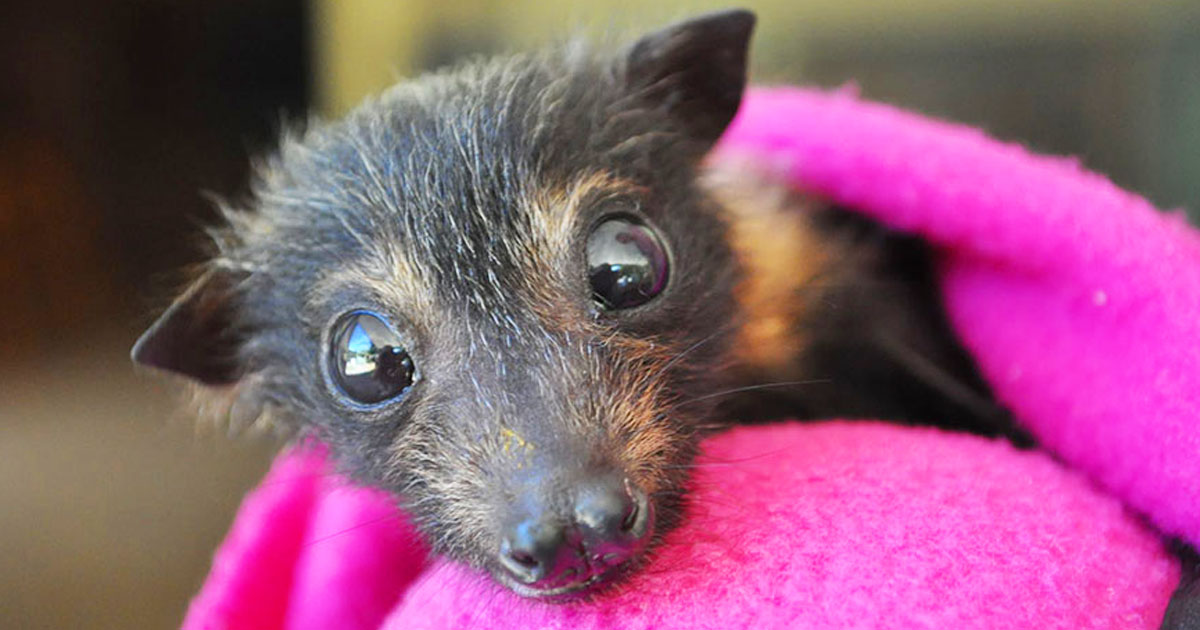 chauve-souris-hopital