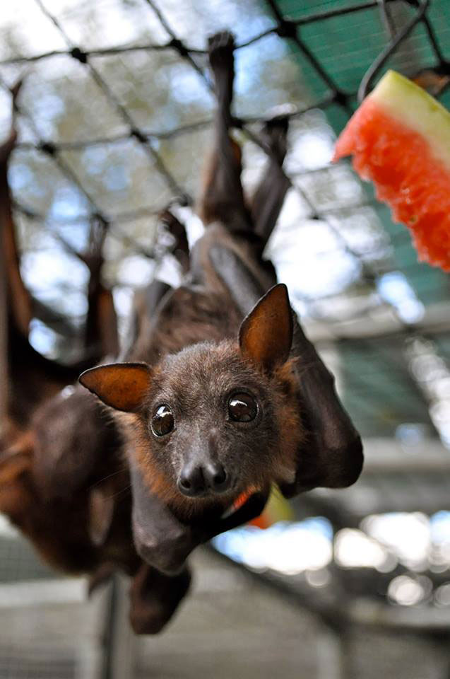 chauve-souris-pendue-plafond