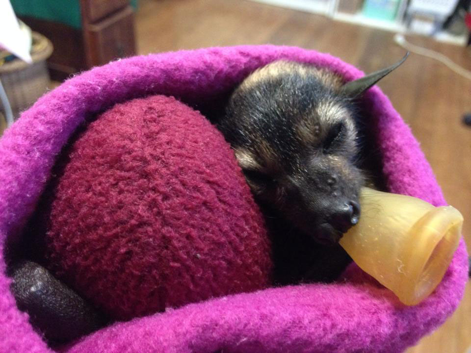 chauve-souris-tetine