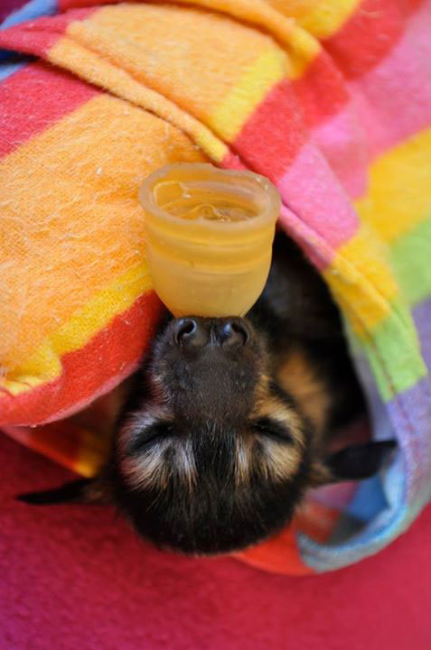 dodo-dans-couverture