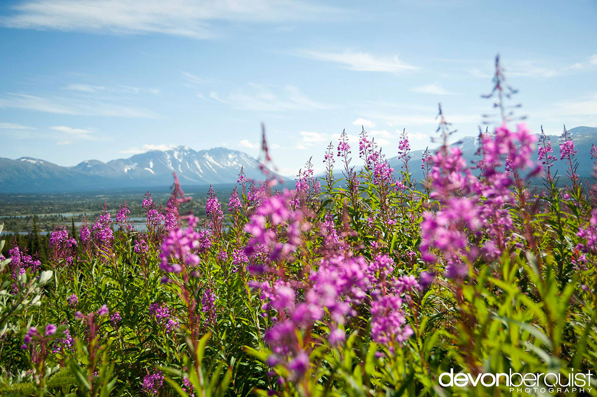 flore-coloree-canada