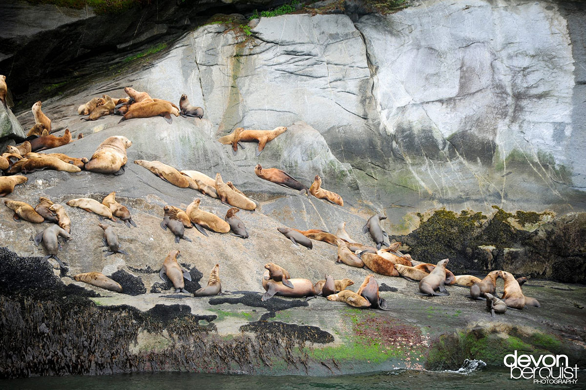 phoques-dorment-sur-rochers
