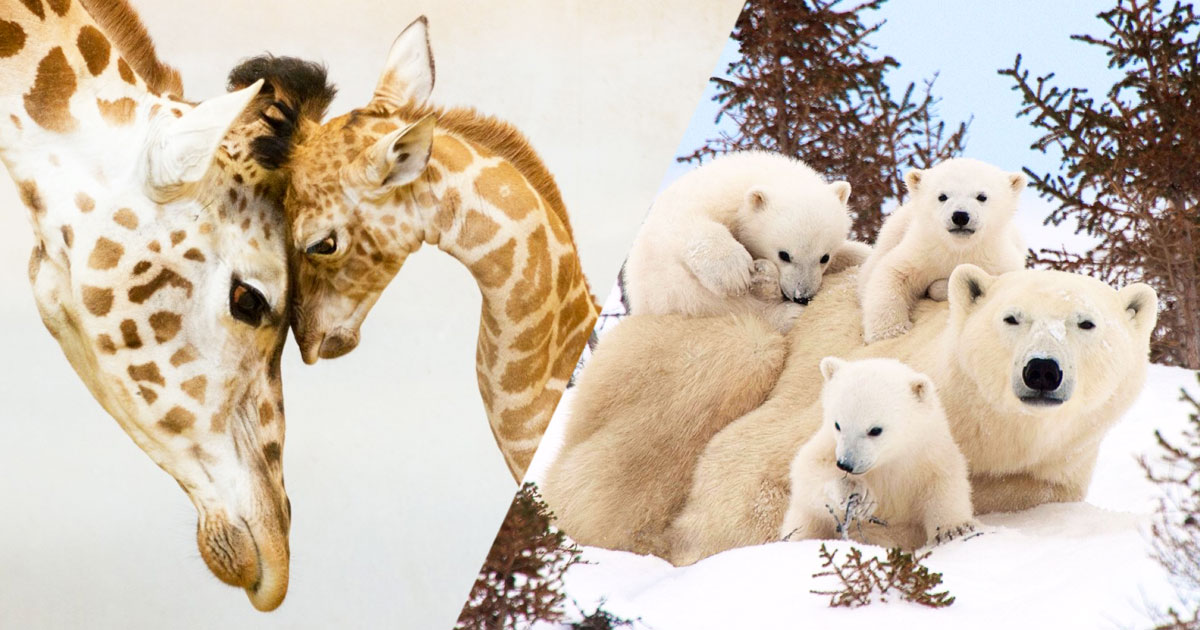 photos-familles-animaux