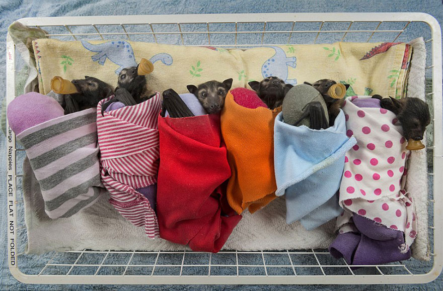 plusieurs-bebes-chauve-souris-dorment-couverture