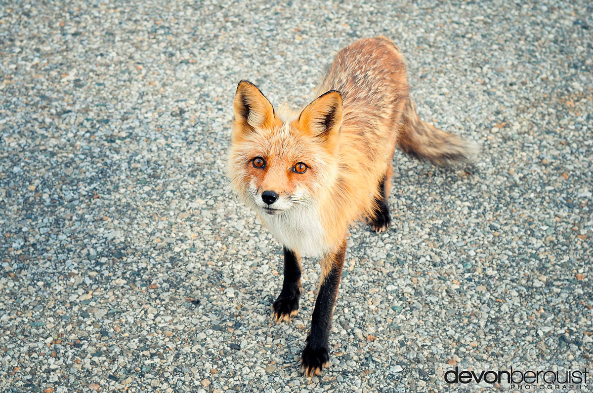 renard-pose-objectif