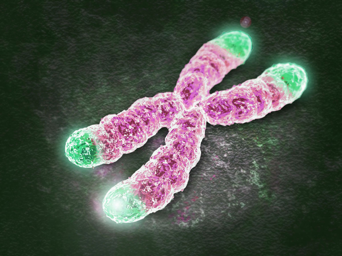 telomeres-chormosome