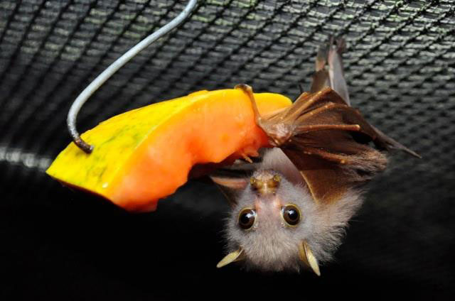 tranche-fruit-chauve-souris