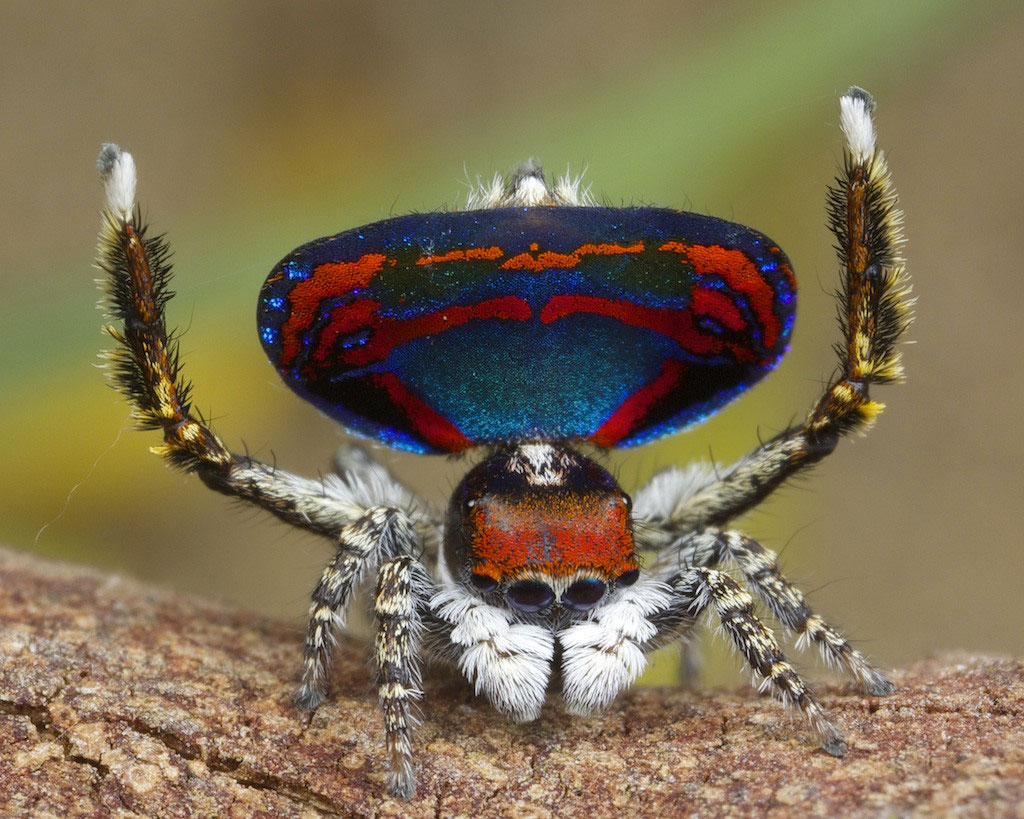 araignee-paon-bleu-marine-
