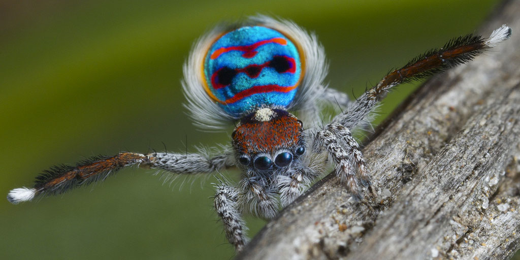 araignee-paon-bleu-rouge