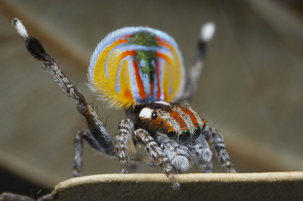 araignee-paon-multicolore