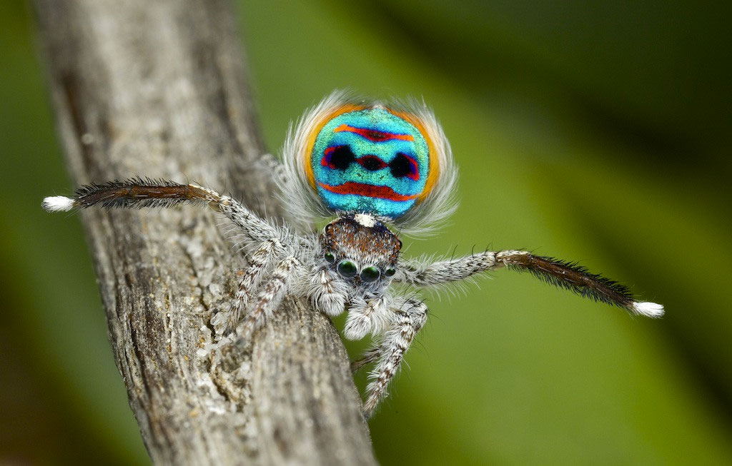 araignee-paon-turquoise