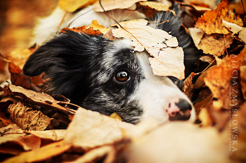 berger-australien-sous-feuilles