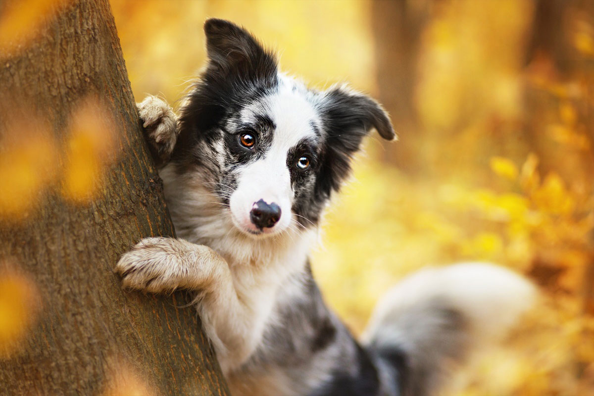 berger-australien-sur-tronc-arbre