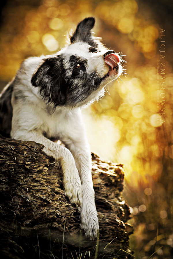 berger-australien-tire-langue