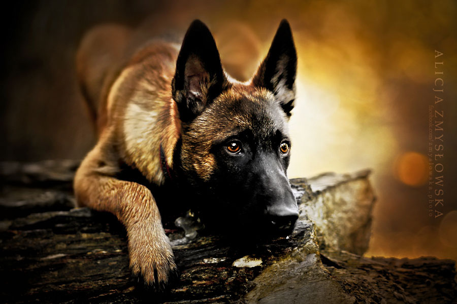 berger-malinois-allonge-sur-bois