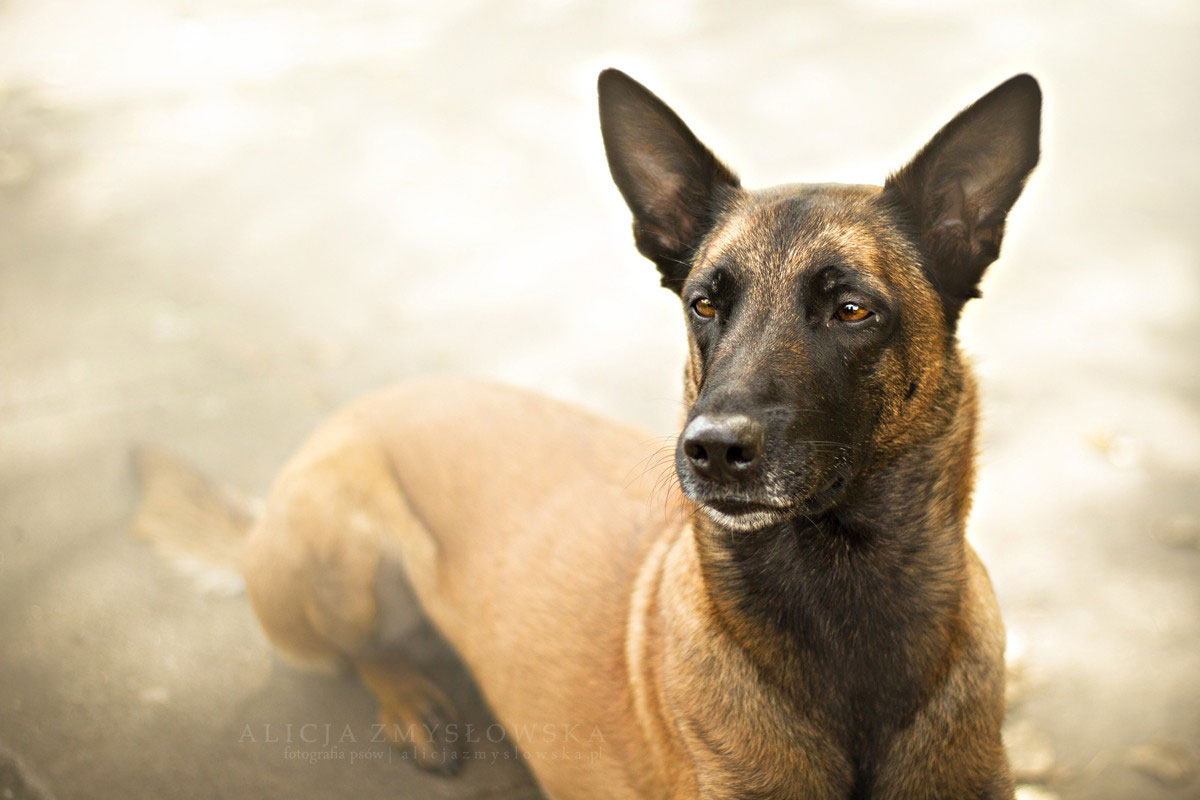 berger-malinois