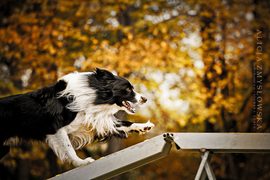 border-collie-dans-foret