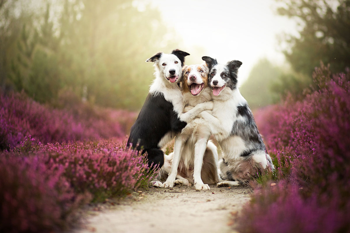 border-collies-calin