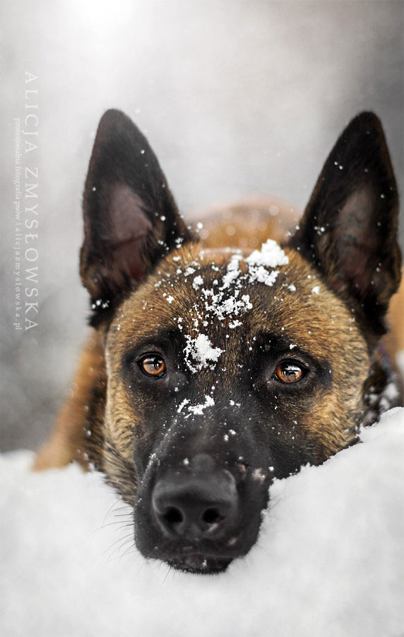 chein-allonge-dans-neige