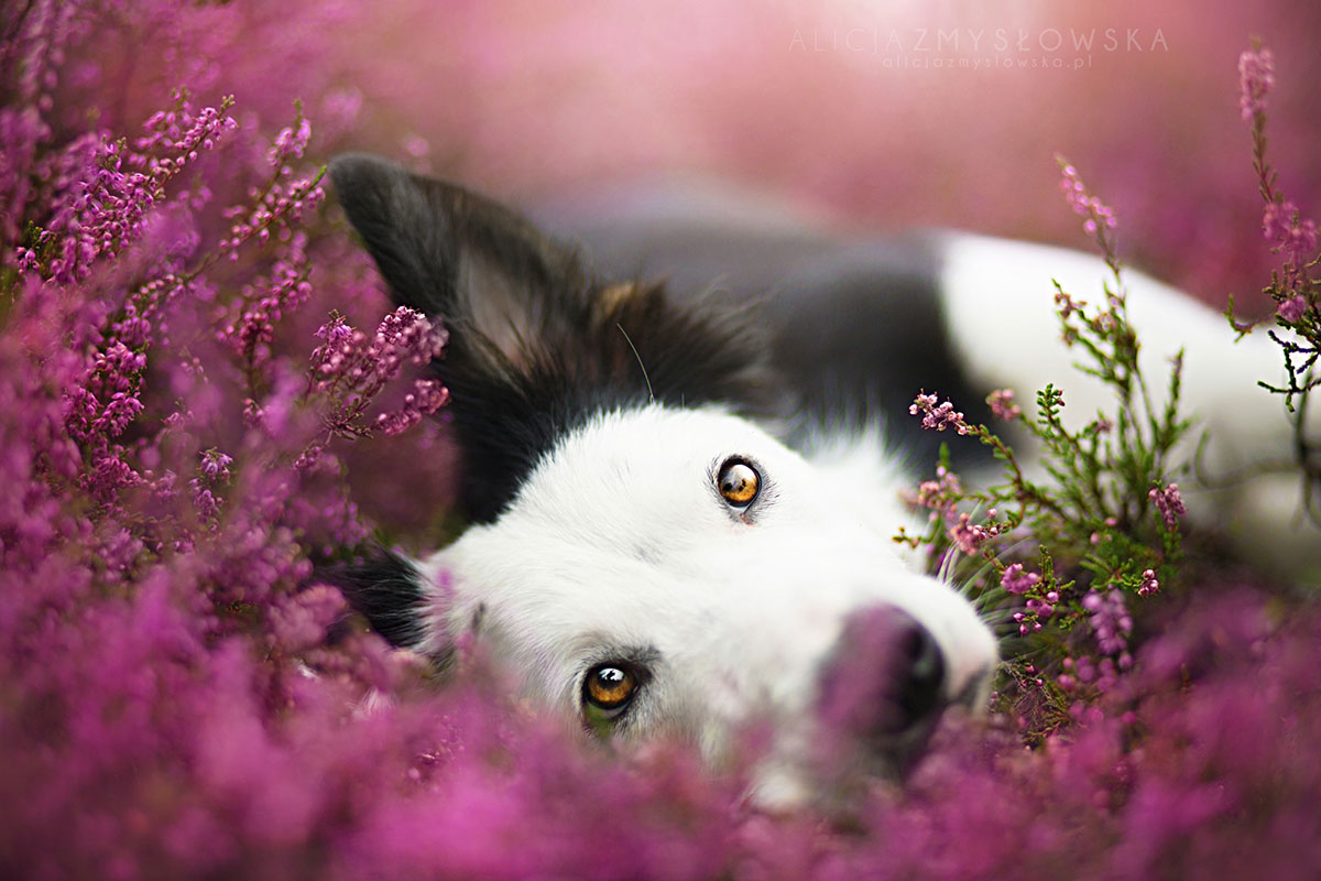 chien-allonge-dans-fleurs-fushia