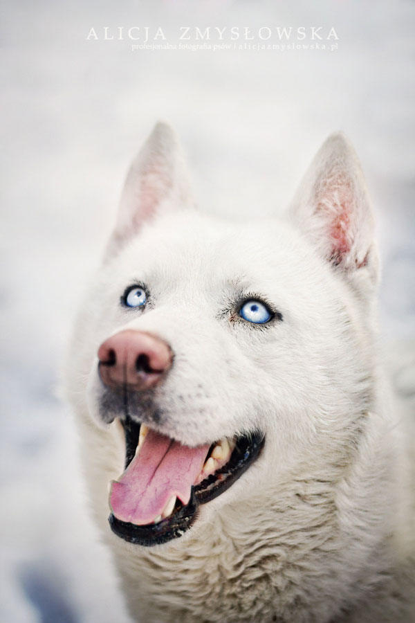 chien-blanc-yeux-blancs