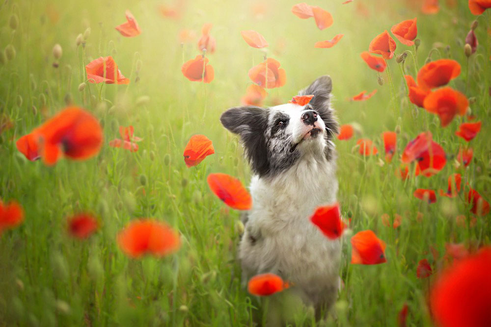 chien-dans-champs-coquelicots