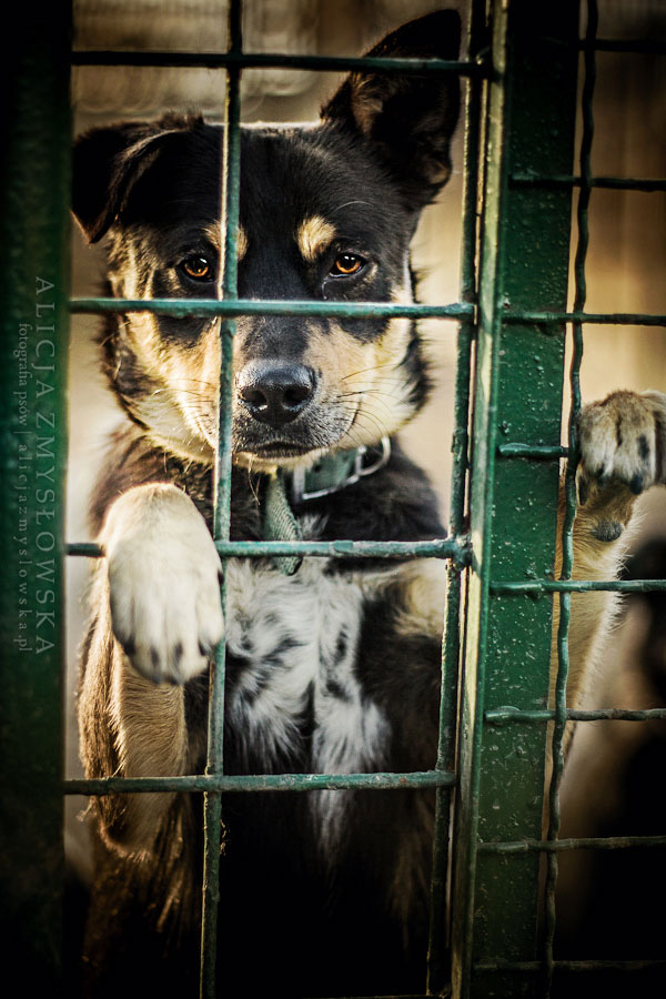 chien-derriere-barreaux