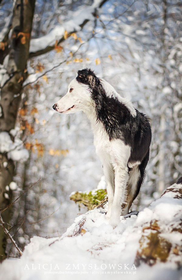 chien-loup-dans-neige